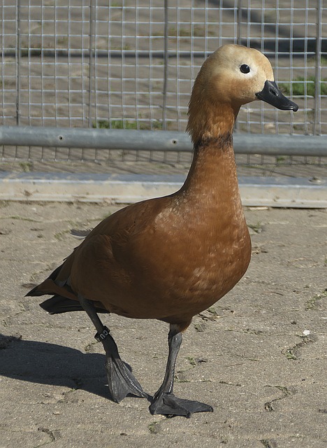 就的